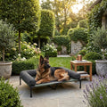 Elevated cooling dog bed with dark gray cushion; German shepherd dog resting on raised cot