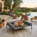 Elevated cooling dog bed with dark gray cushion; tan dog lying on raised cot terrace