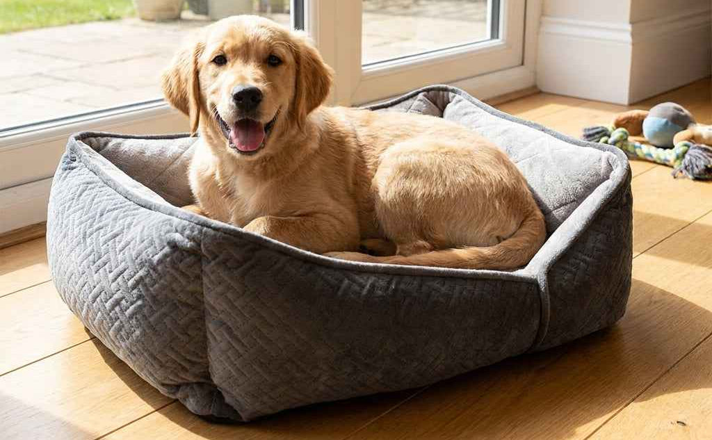Gray flat orthopaedic dog bed with a light tan dog lying in the center cushion